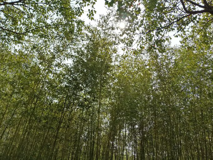 11《竹林》 摄于笃学楼侧边 金融163滕叶叶.jpg